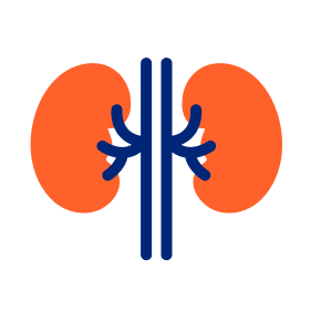 Kidney health icon